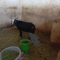 بزه گوشتی کیلویی ۲۲۰ هزار تومان