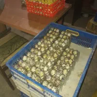 تخم خوراکی بلدرچین|خوردنی و آشامیدنی|پاکدشت, پاکدشت (مامازند)|دیوار