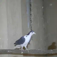 دگمیر|پرنده|اصفهان, خوراسگان|دیوار