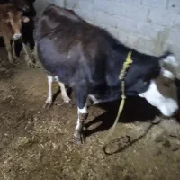 گاوشیری‌گوساله‌ماده