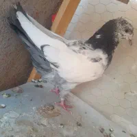 جفت نروماده دمبی ۵ پری