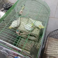 عروس هلندی نر سخنگو|پرنده|ری, فیروزآبادی|دیوار