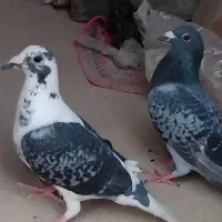 از میلی هدیه بگیر