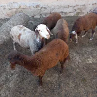 ۵عددبره ۳تاماده۲تانر|حیوانات مزرعه|بسطام, |دیوار