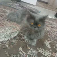 گربه پرشین نر و ماده به همراه بچه