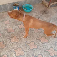 سگ پید کو جوان ۱۰ ماهه|سگ|دوگنبدان, |دیوار