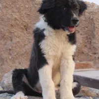 سگ قدرجونی ماده قهدریجانی|سگ|شهرضا, |دیوار