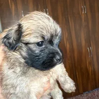 سگ شیتزو|سگ|رشت, منظریه|دیوار