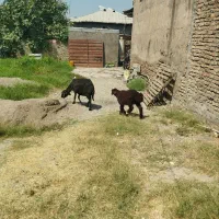 گوسفند بره سرقت شده