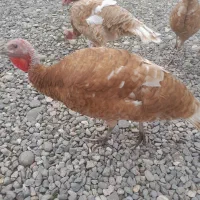 بوقلمون بوربورن|حیوانات مزرعه|آستانه اشرفیه, |دیوار