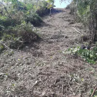 قطع درخت و علفتراشی متراژ بالا پذیرفته میشود|خدمات باغبانی و درختکاری|خرم‌آباد (تنکابن), |دیوار