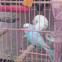 مرغ عشق|پرنده|ری, جوانمرد قصاب|دیوار