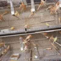 قناری|پرنده|قم, کلهری|دیوار