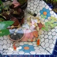 حوض با ماهی