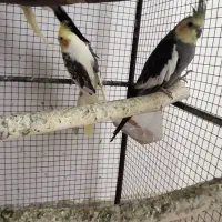 تعدادی عروس هلندی