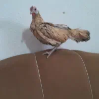 مرغ سیبرایت