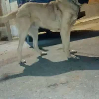 سگ سرابی|سگ|شازند, |دیوار