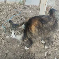 فروش گربه