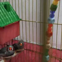 پرنده|پرنده|پاکدشت, پاکدشت (مامازند)|دیوار