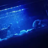 اکواریوم و ماهی|ماهی|قرچک, میرزائی شمالی|دیوار