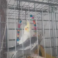 ۳عدد عروس هلندی سالم با لوازم