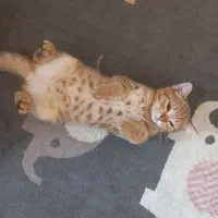 فروش۱عدد گربه از نژاد بریتیش اصیل قیمت۸تومان|گربه|رودسر, |دیوار