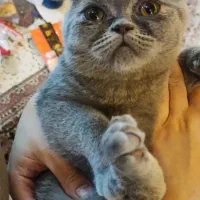 گربه بریتیش اصل ماده ۴ماهه