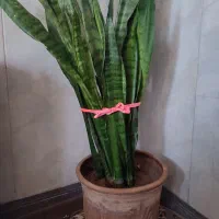 گل و گلدان|گل و گیاه طبیعی|کرمانشاه, |دیوار