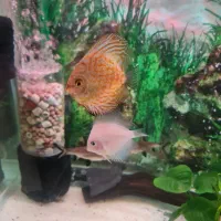 ۳ دیسکس ۳ .۳.۵ اینچی