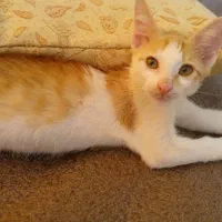 واگذاری بچه گربه