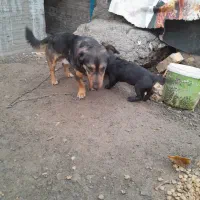 سگ پا کوتاه