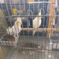 عروس هلندی جفت بهترین نژاد نر سخنگو