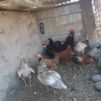 مرغ و خروس|حیوانات مزرعه|کرج, شهرک نهال و بذر|دیوار