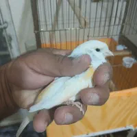 قناری موزایکی|پرنده|شاهینشهر, فردوسی|دیوار