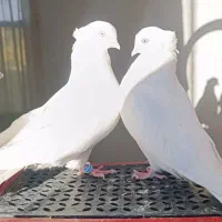 کفترسفیدچشم سفیدارکی وچشم زرد