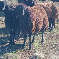 قوچ سه سال بسیار عالی