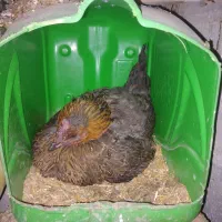 مرغ وخروس محلی