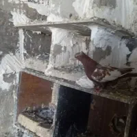 سرته|پرنده|خرم‌آباد, |دیوار