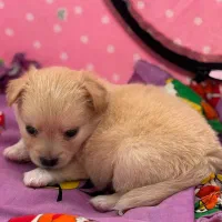 پامرانین روباهی|سگ|آستارا, |دیوار