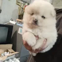 پامرین|سگ|قائم‌شهر, |دیوار