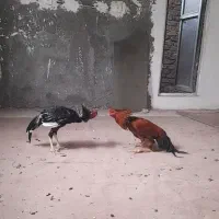 خروس لاری اصل