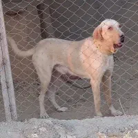 پژدر|سگ|دیواندره, |دیوار