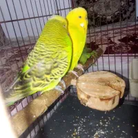 مرغ عشق انگلیسی