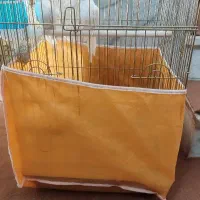 عروس هلندی آلبینو
