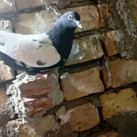 کفتر گمشده|حیوانات|رفسنجان, |دیوار