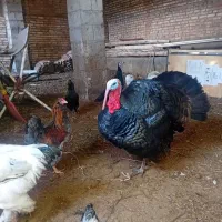 تعدادی بوقلمون و خروس و برهما