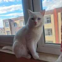 گربه پرشین آنکارا چشم آبی