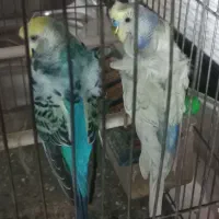 مرغ عشق پروانه ای ماده