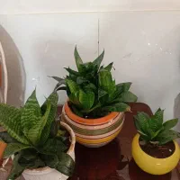 انواع گلها با گلدان حراج