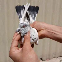 کفتر کله دم سبز